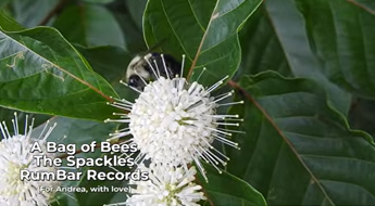 Bag of Bees