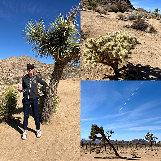 Palm Springs Joshua Tree