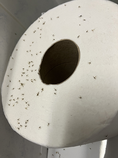 Joanie's France UK vacation