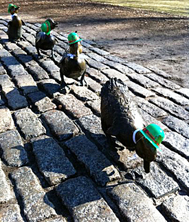 Irish Ducks