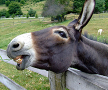 Donkey