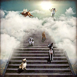 Pets in heaven