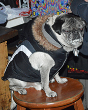 Midway pug