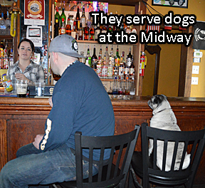 Serving dogs at the Midway